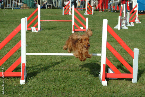 dog jumping in competition show