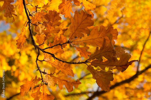 fall oak branch