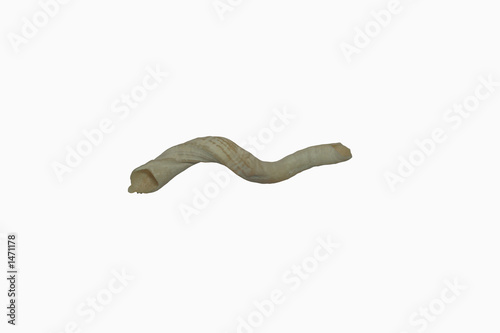 slit worm shell photo