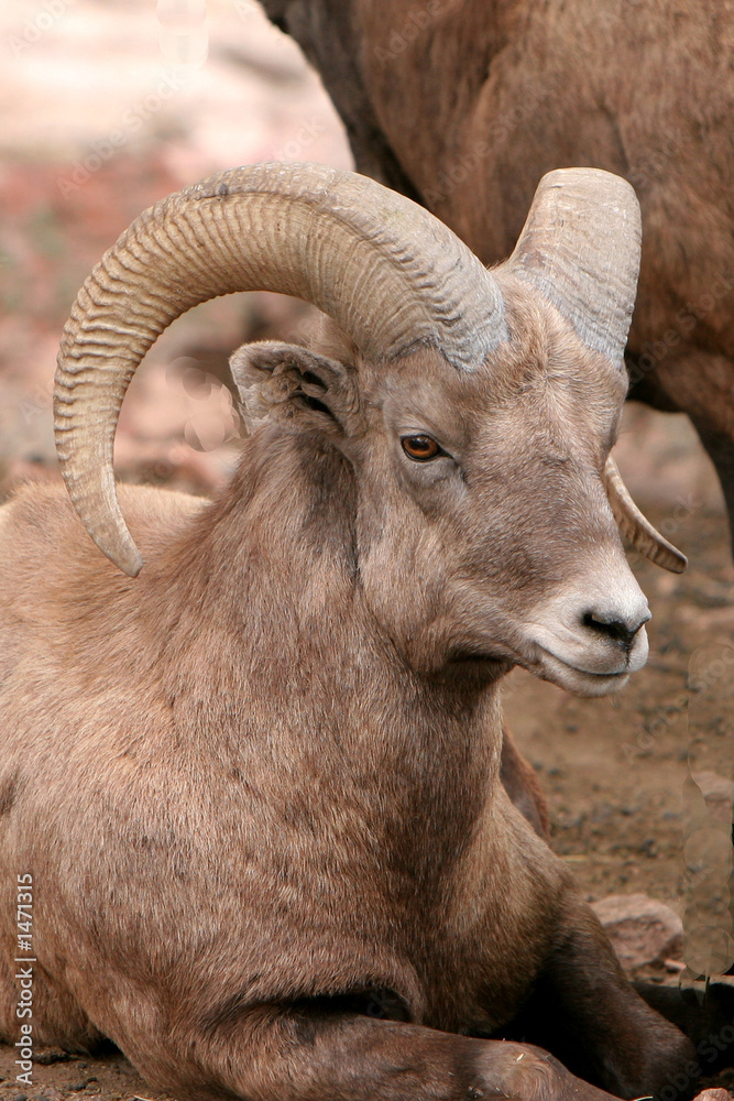 bighorn sheep