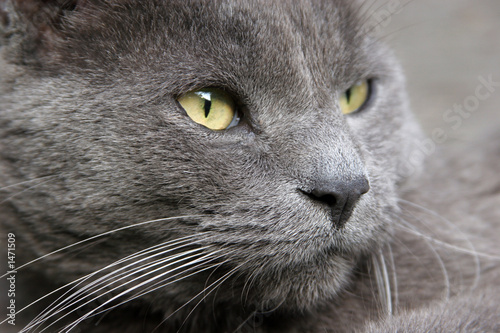 gray cat close-up portrait