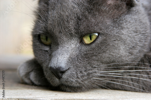 gray cat deep in thought - portrait