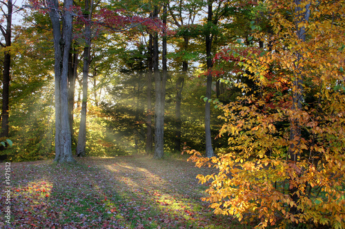 late afternoon autumn