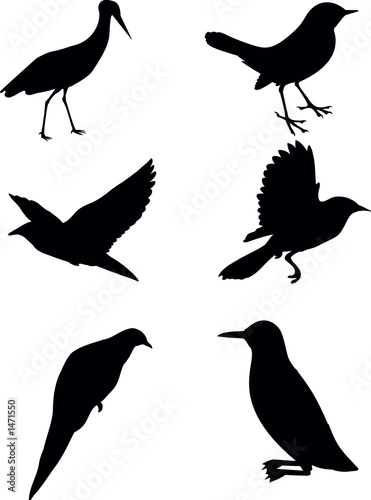 birds set