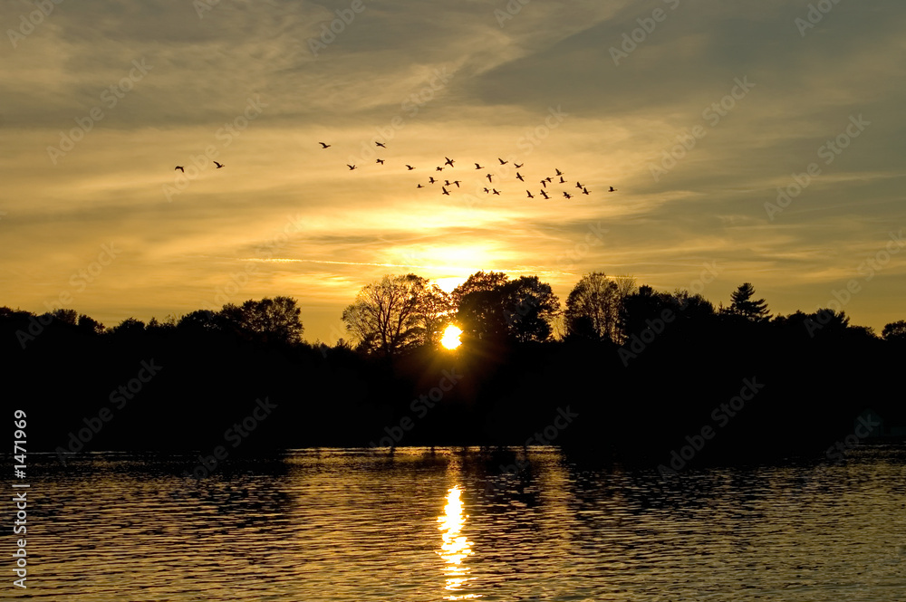 sunset with geese