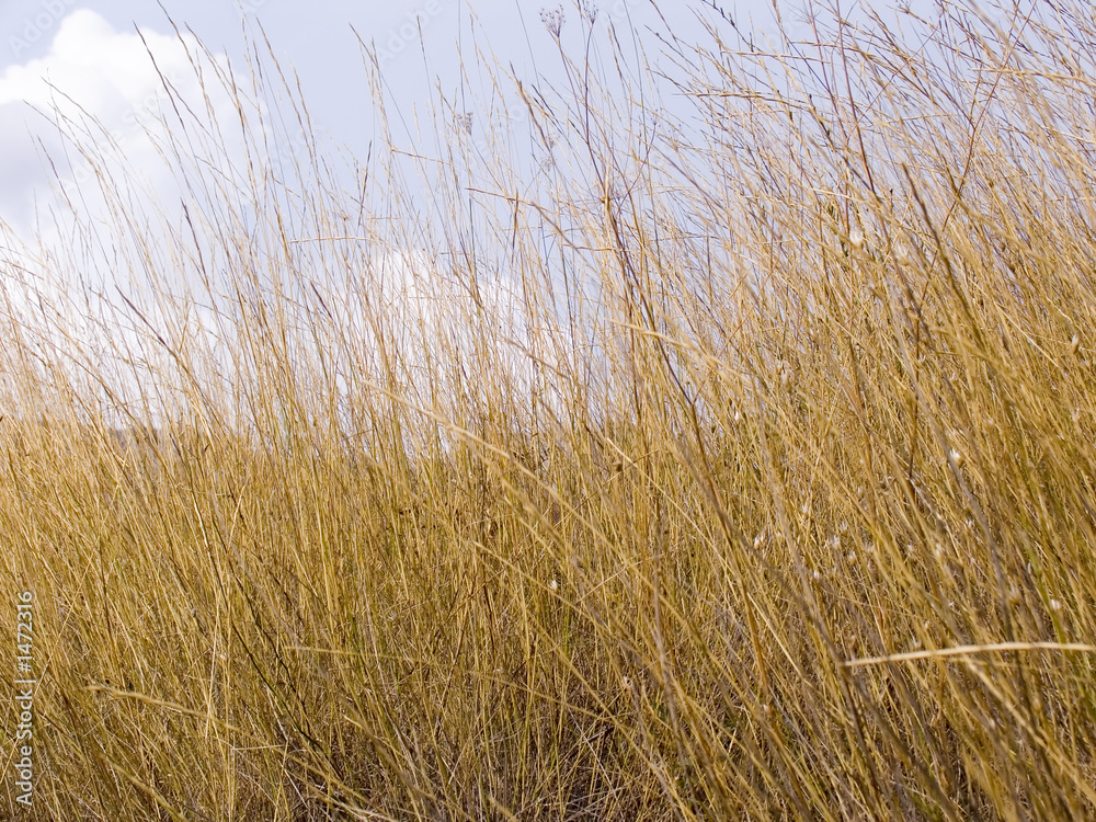 Obraz premium dry grass
