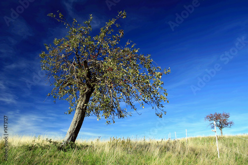 apfelbaum
