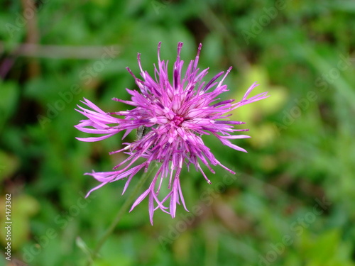 raven s rock flower