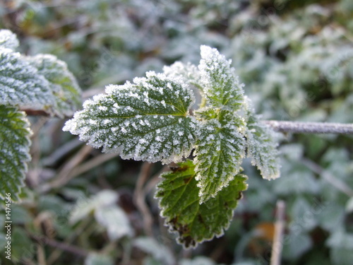 frost in the green leaf