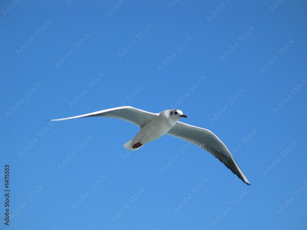 Obraz premium seagull