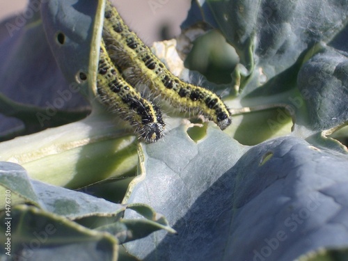 2 caterpillars eating the cabbage