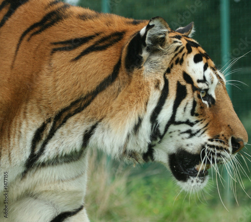 Fototapeta Naklejka Na Ścianę i Meble -  tiger