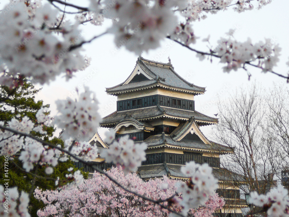 matsumoto castle during cherry blossom (sakura)
