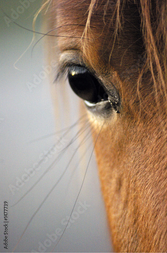 horse eye detail