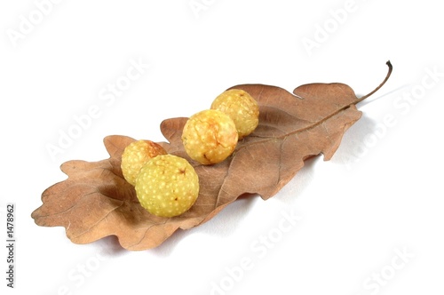 cherry galls photo