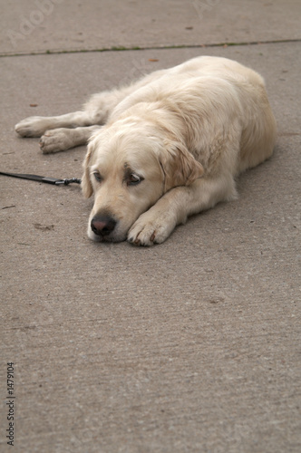 golden retriever 2