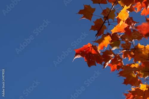 red maple leaves