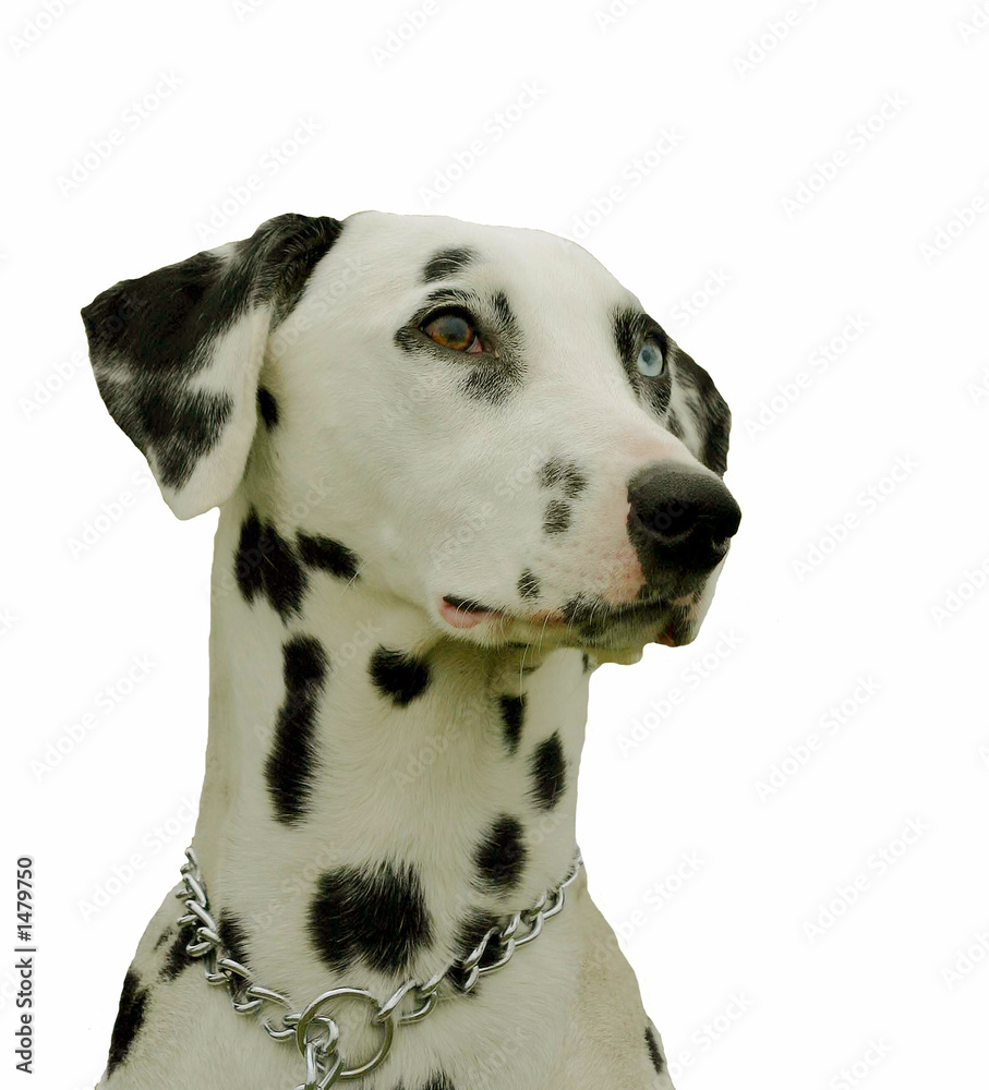 portrait dalmatien