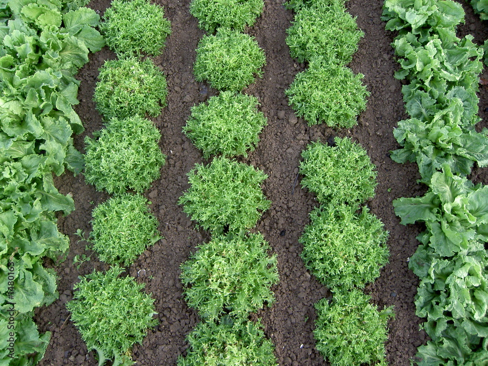 rang de salades rang de salades