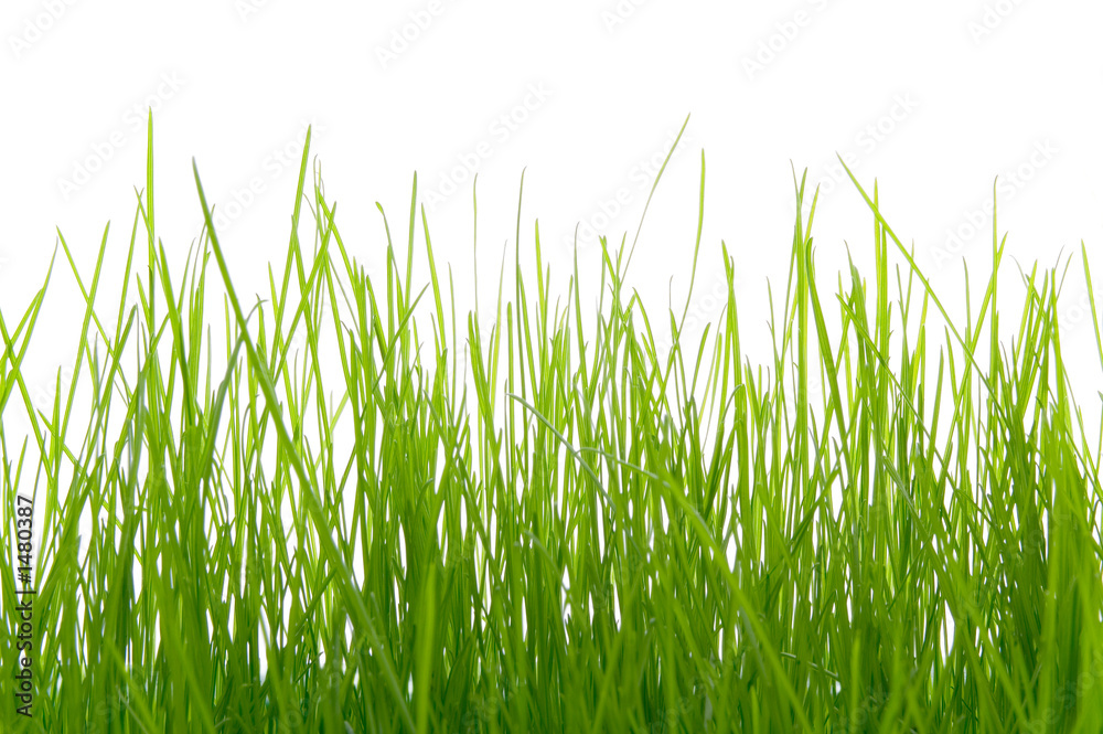 grass grass