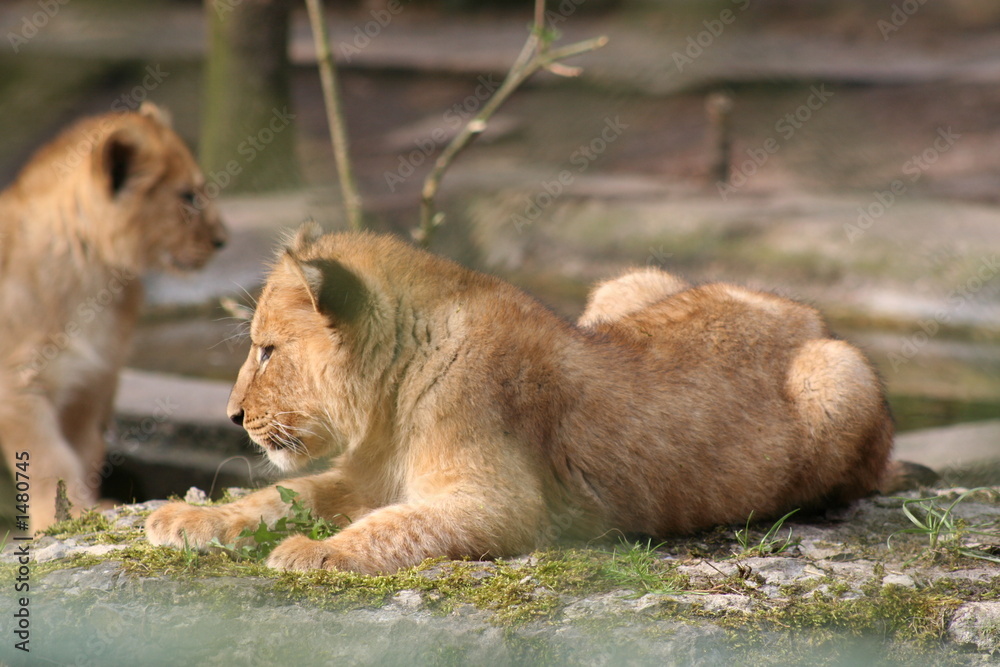 Fototapeta premium löwengeschwister