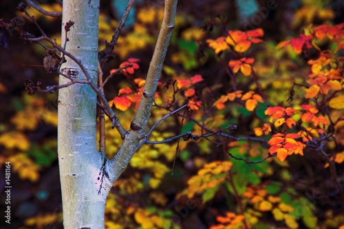 autumn colors