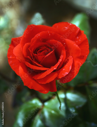 Картината върху платно the red valentine's rose of love
