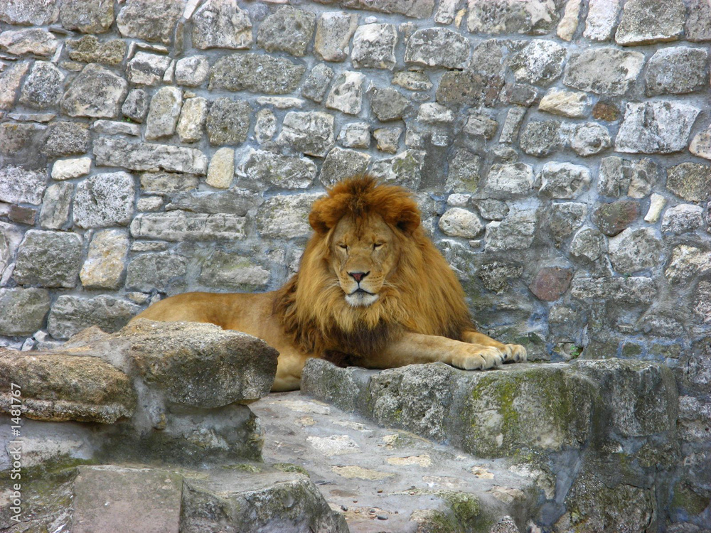 Naklejka premium african lion