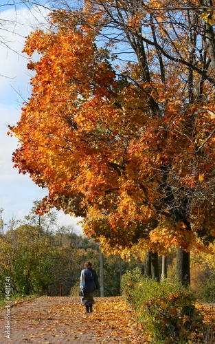 autumn maple alley © elen_studio