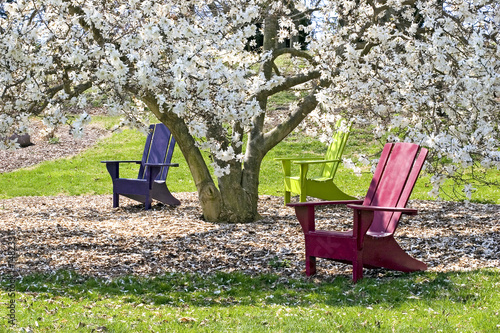 adirondaks and magnolia tree photo