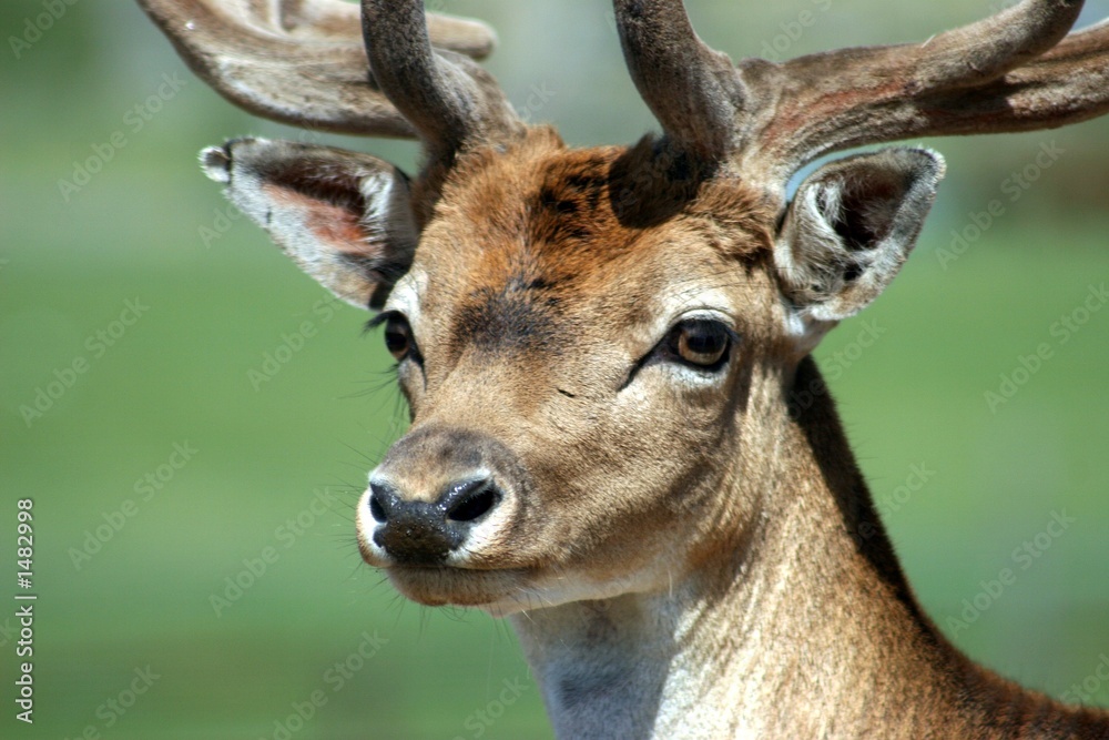 deer deer