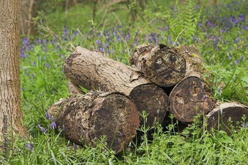 stacked logs