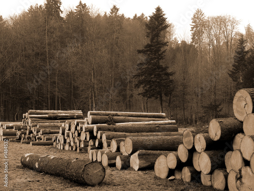 cut trees