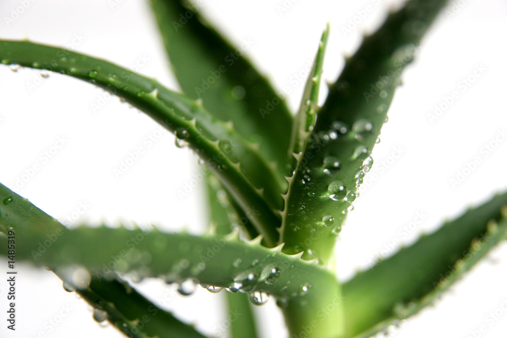 aloe vera