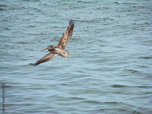 pelican in flight