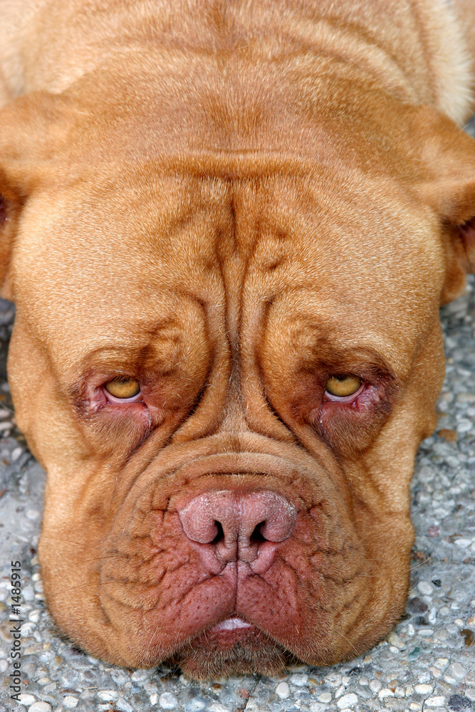 dogue bordeaux, bordeaux dog