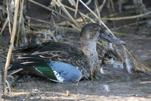 injured northern shoveler