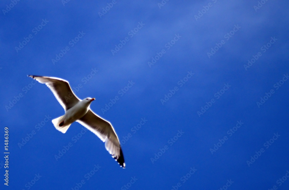 seagull 8 seagull 8