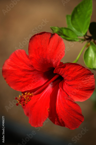 red flower