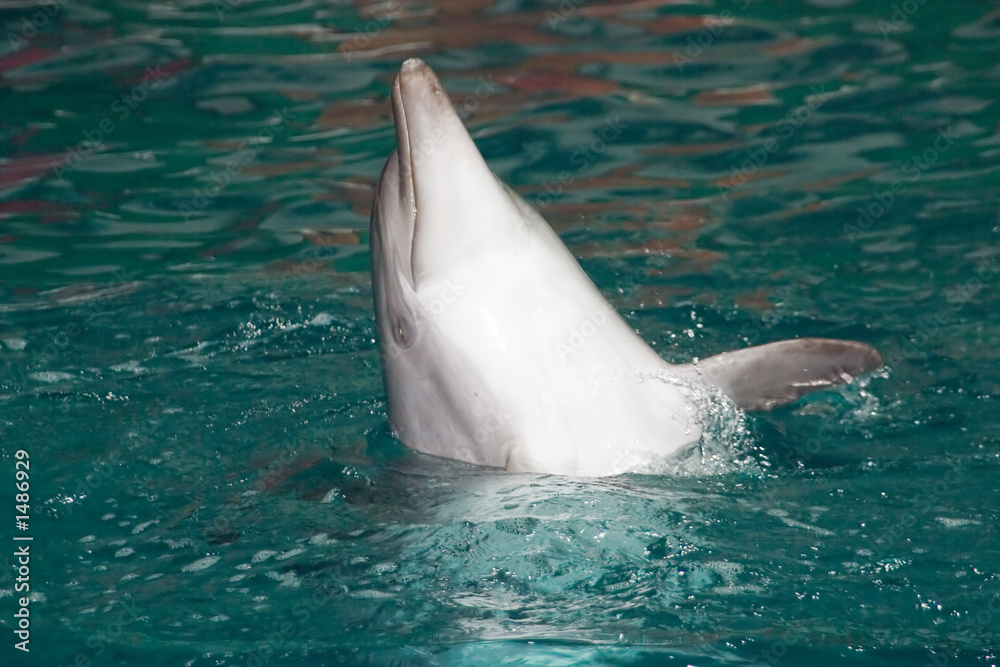 Naklejka premium bottle-nosed dolphin