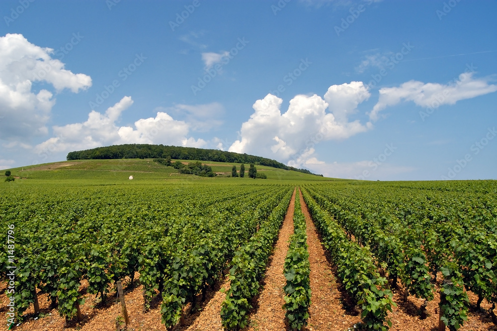 vinyard with rows of grapes in france
