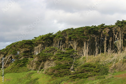 coastal cypress trees