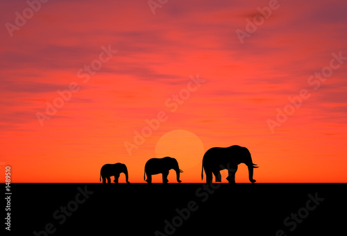 Photography elephants on a sundown