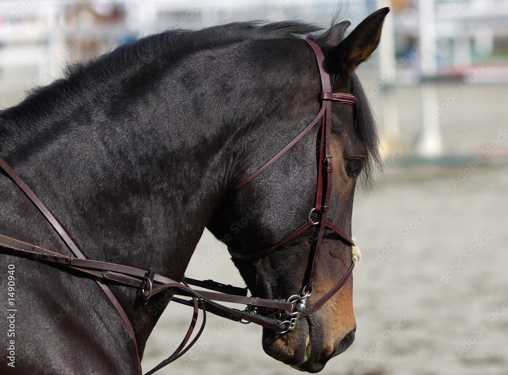 Obraz premium horse profile