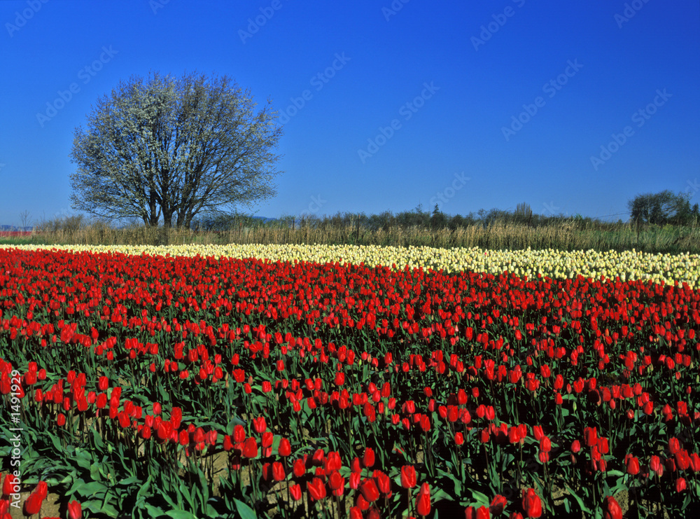 contrasting tulips