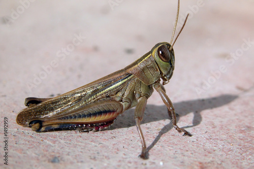 grillo