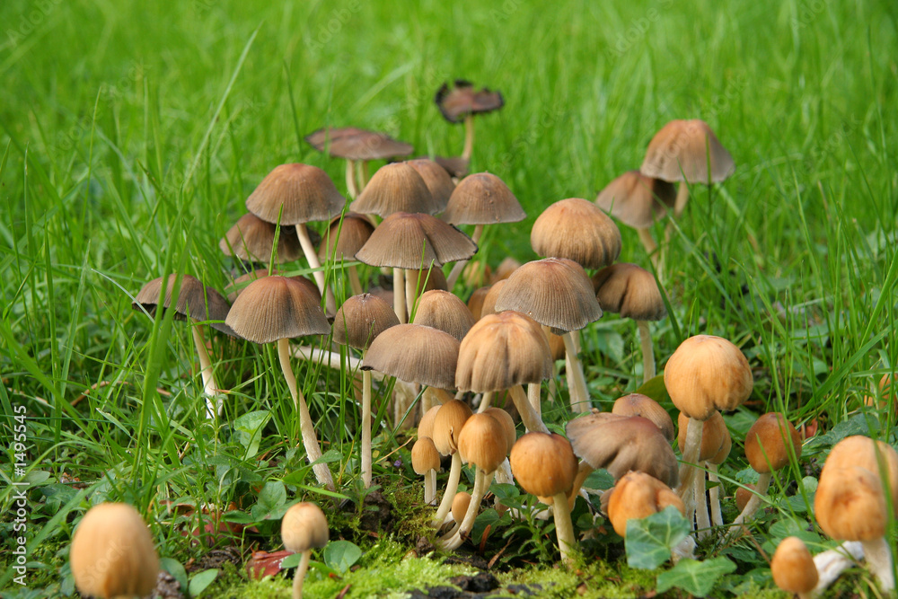 champignons champignons