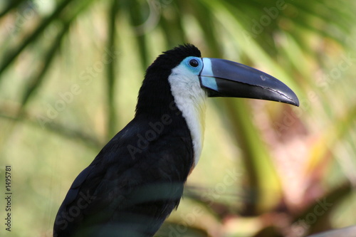 ramphastos tucanus photo