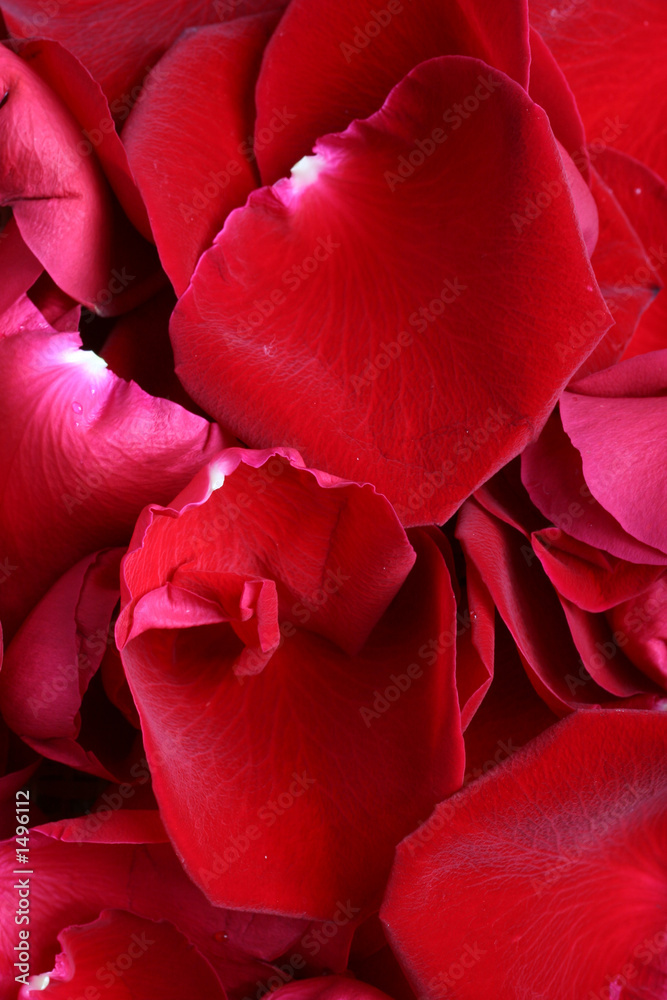 rose petals rose petals