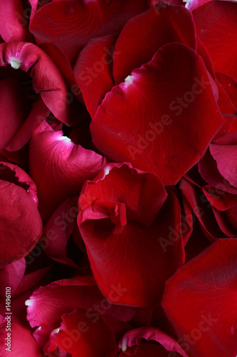 rose petals